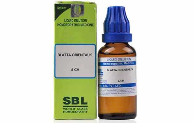 SBL Blatta orientalis Dilution 6 CH