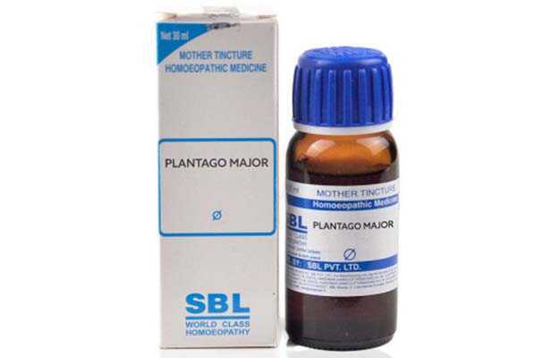 SBL Plantago major Mother Tincture Q